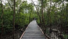 Di Balik Rimbun Bakau Pangkal Babu: Benarkah Ada 'Perkampungan Gaib' yang Tersembunyi?. FOTO : NET