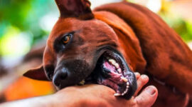 Ilustrasi Anjing Mengigit Manusia. (FOTO : Ist/Shutterstock)