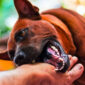 Ilustrasi Anjing Mengigit Manusia. (FOTO : Ist/Shutterstock)