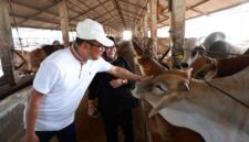 Arie Triyono (Kiri) dan Indah Megahwati (Kanan) meninjau hewan ternak sapi di Balaraja. [FOTO : Mahir Communication Solutions]