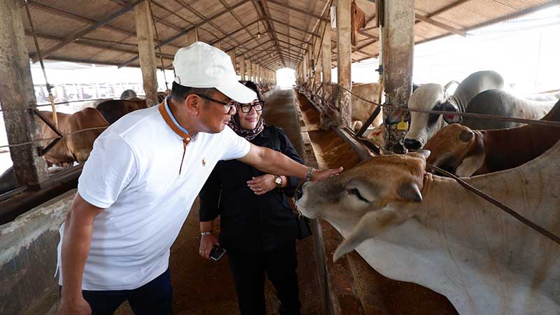 Arie Triyono (Kiri) dan Indah Megahwati (Kanan) meninjau hewan ternak sapi di Balaraja. [FOTO : Mahir Communication Solutions]