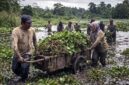 Bukan sekadar mesin canggih, pengelolaan limbah yang berkelanjutan justru dimulai dari aksi nyata di lapangan. Seperti upaya warga membersihkan eceng gondok ini, keberhasilan program 'Sampah Jadi Energi' sangat bergantung pada tata kelola di hulu dan keterlibatan masyarakat, bukan hanya mengandalkan teknologi pembakaran di hilir. (FOTO : Dok. Lintastungkal/Ist)