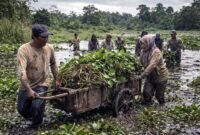 Bukan sekadar mesin canggih, pengelolaan limbah yang berkelanjutan justru dimulai dari aksi nyata di lapangan. Seperti upaya warga membersihkan eceng gondok ini, keberhasilan program 'Sampah Jadi Energi' sangat bergantung pada tata kelola di hulu dan keterlibatan masyarakat, bukan hanya mengandalkan teknologi pembakaran di hilir. (FOTO : Dok. Lintastungkal/Ist)