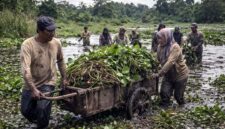Bukan sekadar mesin canggih, pengelolaan limbah yang berkelanjutan justru dimulai dari aksi nyata di lapangan. Seperti upaya warga membersihkan eceng gondok ini, keberhasilan program 'Sampah Jadi Energi' sangat bergantung pada tata kelola di hulu dan keterlibatan masyarakat, bukan hanya mengandalkan teknologi pembakaran di hilir. (FOTO : Dok. Lintastungkal/Ist)