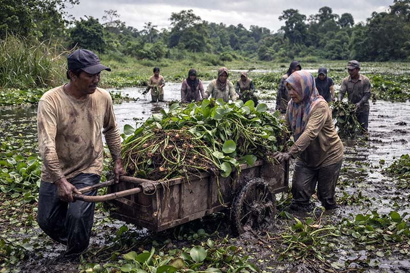 Bukan sekadar mesin canggih, pengelolaan limbah yang berkelanjutan justru dimulai dari aksi nyata di lapangan. Seperti upaya warga membersihkan eceng gondok ini, keberhasilan program 'Sampah Jadi Energi' sangat bergantung pada tata kelola di hulu dan keterlibatan masyarakat, bukan hanya mengandalkan teknologi pembakaran di hilir. (FOTO : Dok. Lintastungkal/Ist)