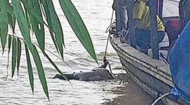 Tim Basarnas Gabungan Saat Mengevakuasi Jasad Jihan. FOTO : Banuanews.com