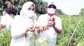 Bupati Tanjung Jabung Barat H Anwar Sadat bersama Ketua TP-PKK Hj Fadhilah Sadat saat panen Cabai di DBPP Kecamatan Tebing Tinggi, Rabu (9/3/22). FOTO : Istimewa