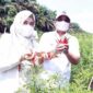 Bupati Tanjung Jabung Barat H Anwar Sadat bersama Ketua TP-PKK Hj Fadhilah Sadat saat panen Cabai di DBPP Kecamatan Tebing Tinggi, Rabu (9/3/22). FOTO : Istimewa