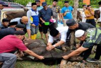 Bupati Tanjung Jabung Barat, H. Anwar Sadat memimpin langsung prosesi penyembelihan salah satu dari total 89 hewan kurban jajaran Pemkab Tanjab Barat di halaman Mal Pelayanan Publik (MPP), Rabu (27/05). (Foto: Dok. Humas Pemkab)