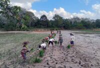 Babinsa Desa Simpang Rantau Gedang Sertu Ujang Jaya Saat Melakukan Pendampingan Petani Tanam Padi. [FOTO : Ist/Viryzha]