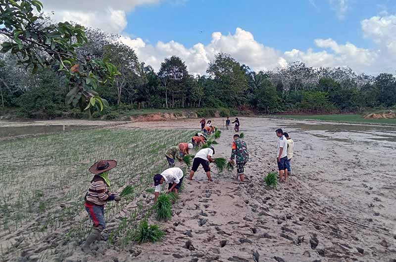 Babinsa Desa Simpang Rantau Gedang Sertu Ujang Jaya Saat Melakukan Pendampingan Petani Tanam Padi. [FOTO : Ist/Viryzha]