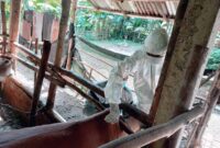 Menggunakan Baju APD, Petugas Disbunnak Kabupaten Tanjung Jabung Barat memberikan vaksin Aftovor kepada Hewan Ternak. FOTO : Disbunnak