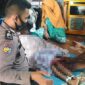 Seorang remaja, Rafi (11) Dusun Simpang Kiri, Desa Tanjung Simpang, Kecamatan Pelangiran, Kabupaten Inhil Meninggal Tenggelam Setelah Diterkam Buaya Muara pada Selasa (14/12/21). FOTO : Arsyad.

