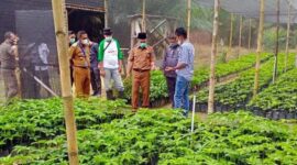 Anggota DPRD Merangin Asy Syahrul Jadi Pelopor Budidaya Porang. FOTO : dinamaikajambi