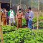 Anggota DPRD Merangin Asy Syahrul Jadi Pelopor Budidaya Porang. FOTO : dinamaikajambi