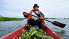 Warga binaan Pertamina Patra Niaga saat mengumpulkan eceng gondok di perairan lokal. Di tangan kelompok masyarakat kreatif, gulma ini disulap menjadi komoditas bernilai tinggi demi mendukung pelestarian lingkungan sekaligus meningkatkan pendapatan ekonomi daerah berbasis prinsip ESG. (FOTO : Dok. Pertamina)