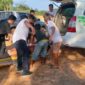 Petugas Mengevakuasi Korban dengan Mobil Ambulns. FOTO : Ist