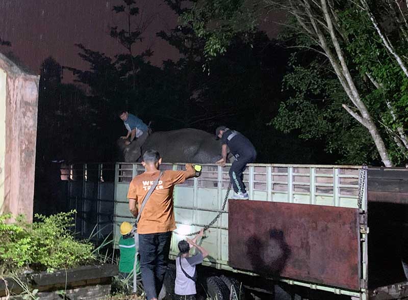 Petugas Taman Rimba Jambi Saat Evakuasi Gajah Betina dari Truk ke Kandang di Taman Rimba, Selasa malam (14/2/23). FOTO : Dhea