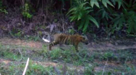 Harimau masuk permukiman warga di Jambi. Kucing besar itu memangsa seekor sapi milik warga. Ilustrasi