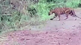 Tangkapan Layar Seekor Berjalan Melintas di Jalan.