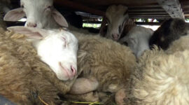 FOTO : Sapi dan Kambing yang Skan Dibawa ke pulau Batam dengan menggunakan Kapal Fery di Pelabuhan Roro Kuala Tungkal, Rabu (29/07/20).

