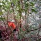 Tim Basarnas dari Pos SAR Kerinci Melakukan Pencarian Dua Warga Semurup yang Diduga Hilang di Hutan Desa Masgo Saat Mencari Kayu Bakar. [FOTO : Humas Basarnas Jambi]