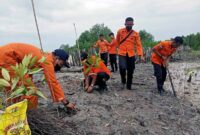 Basarnas Jambi Tanam Ratusan Bibit Mangrove Upaya Mitigasi Banjir Rob di Tanjabbar, Senin (14/2/22). FOTO : Bujang/LT