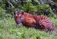 Warga Desa Teluk Kabung Tewas Dilibas Harimau Saat Gesek Kayu di Hutan. FOTO : Ilustrasi/Net