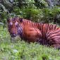 Warga Desa Teluk Kabung Tewas Dilibas Harimau Saat Gesek Kayu di Hutan. FOTO : Ilustrasi/Net