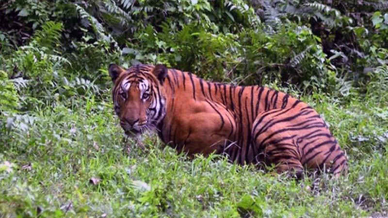 Warga Desa Teluk Kabung Tewas Dilibas Harimau Saat Gesek Kayu di Hutan. FOTO : Ilustrasi/Net