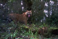 Ilustrasi : Seekor Harimau di Semak-Semak. Sumber Net.