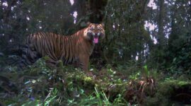 Ilustrasi : Seekor Harimau di Semak-Semak. Sumber Net.