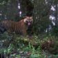 Ilustrasi : Seekor Harimau di Semak-Semak. Sumber Net.