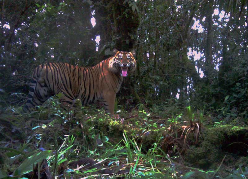 Ilustrasi : Seekor Harimau di Semak-Semak. Sumber Net.
