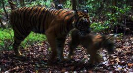 Warga Dua Desa di Kumpeh Ulu Cemas dengan Munculnya 2 Ekor Harimau. FOTO : Ist/cakaplah.com