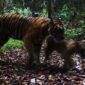 Warga Dua Desa di Kumpeh Ulu Cemas dengan Munculnya 2 Ekor Harimau. FOTO : Ist/cakaplah.com