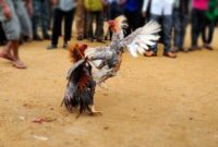 Grebek Arena Judi Sabung Ayam,  Team Batak Polres Merangin Amankan 1 Pelaku dan 2 Ayam Bangkok. [FOTO : Ilustrasi/Net]