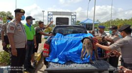 FOTO : Kapolres Bersama Anggota Saat Melakukan Pemeriksasn Barabg Salah Satu Mobil Melibatkaj Anjing Pelacak di Pelabuhan Roro, Jumat (28/02/20).