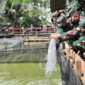 FOTO : Kasdam II/ Sriwijaya Brigjen TNI Mohammad Zamroni, S.IP Melakukan Tebar Benih Ikan dan Serahkan Bibit Tanaman Pangan di Kolam Ikan Kodim, Sabtu (30/05/20).
