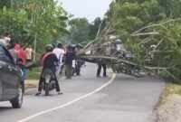 FOTO : Pohon yang Tumbang Melintang di Ruas Jalan Desa Pembengis, Senin (07/09/20)