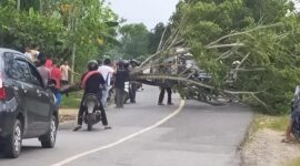 FOTO : Pohon yang Tumbang Melintang di Ruas Jalan Desa Pembengis, Senin (07/09/20)