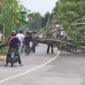 FOTO : Pohon yang Tumbang Melintang di Ruas Jalan Desa Pembengis, Senin (07/09/20)