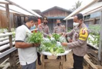 FOTO : Kapolres Tanjab Barat AKBP Guntur Saputro, SIK, MH dan Pak Iriyani Panen Sayur Sawi Hijau, Jumat (09/10/20)