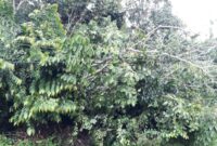 FOTO : Terlihat Kabal PLN di Timpa Ranting Pohon Tumbang