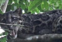 FOTO : Seekor Macan Dahan yang Berhasil diambil dengan Zoom Kamera.