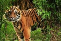 FOTO : Ilustras Harimau Sumatera/Ist