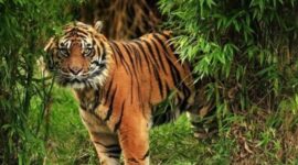 FOTO : Ilustras Harimau Sumatera/Ist