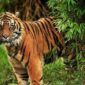 FOTO : Ilustras Harimau Sumatera/Ist