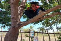 Sebastianus Yulianto Memanjat Pohon Mangga Mengikuti Wisuda Daring Universitas Nusa Nipa Indonesia, Sabtu (2/10/2021). Foto/iNews TV/Joni Nura
