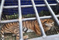 Harimau Berhasil Ditangkap Menggunakan Perangkap Baja Oleh Tim BKSDA Jambi Gabungan. FOTO : KJK